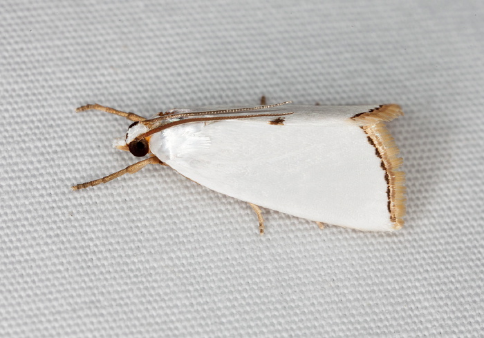 Urola nivalis Crambidae