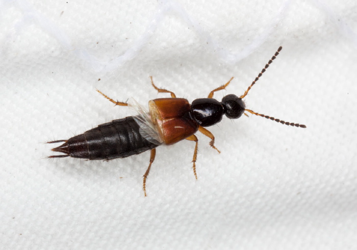 Philonthus rufulus? Staphylinidae