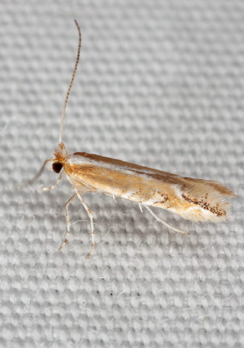 Cameraria cf. quercivorella Gracillariidae