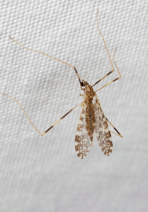 Erioptera (Mesocyphona) caliptera Limoniidae