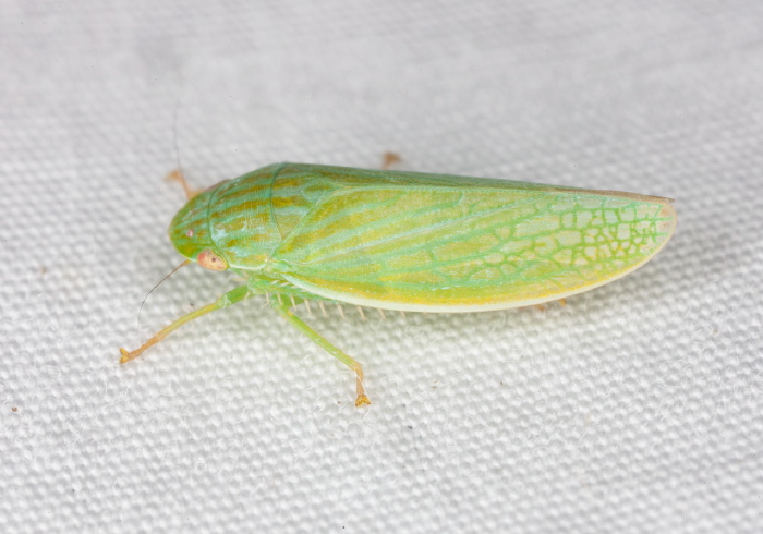 Gyponana serpenta? Cicadellidae