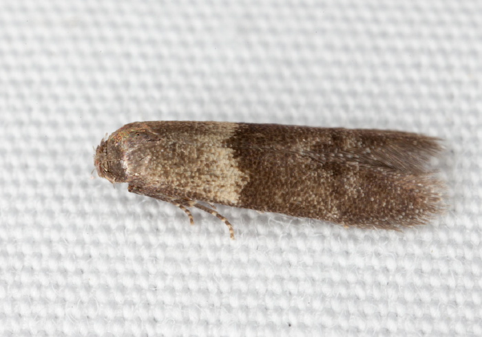 Pigritia sp. Blastobasidae