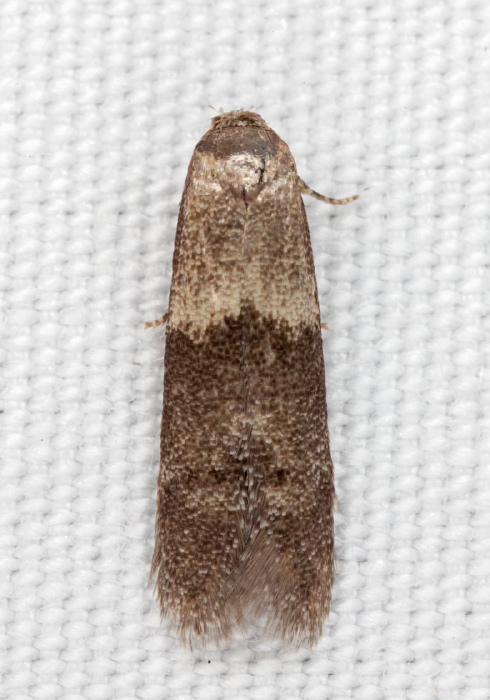 Pigritia sp. Blastobasidae