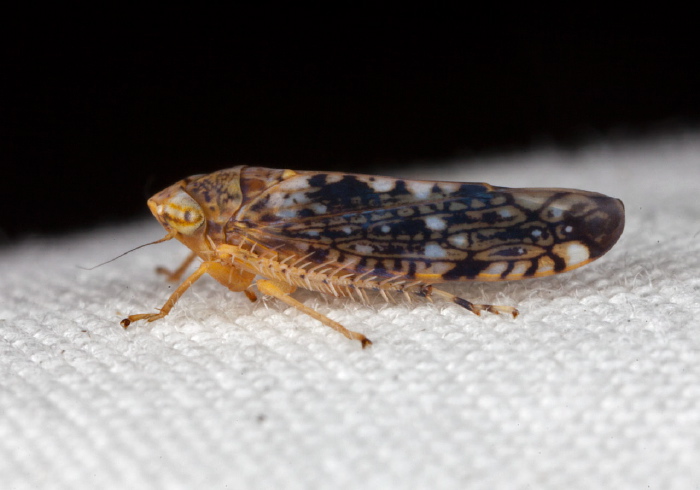 Prescottia lobata Cicadellidae