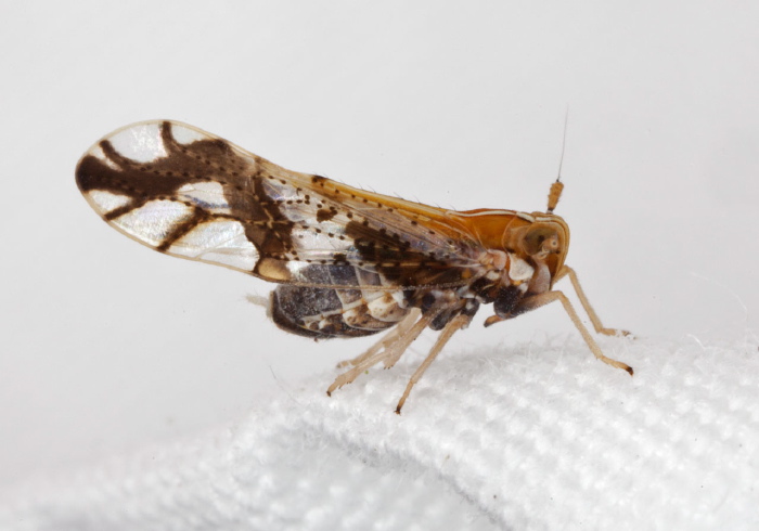 Liburniella ornata Delphacidae