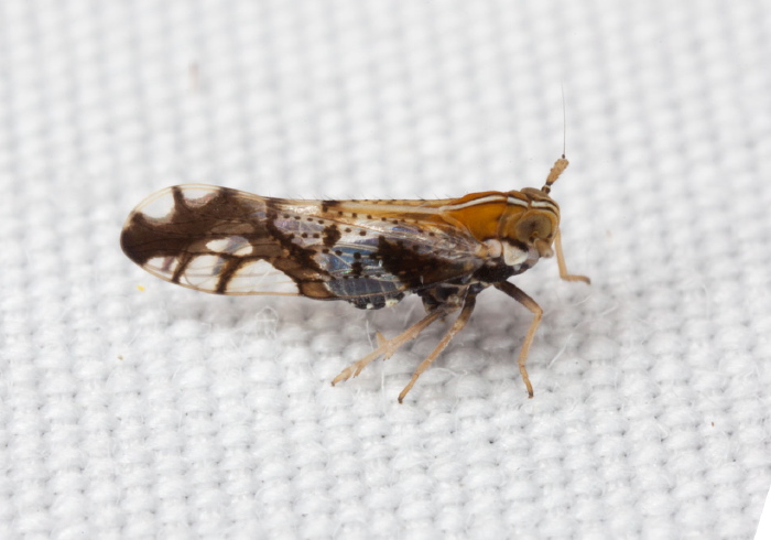 Liburniella ornata Delphacidae