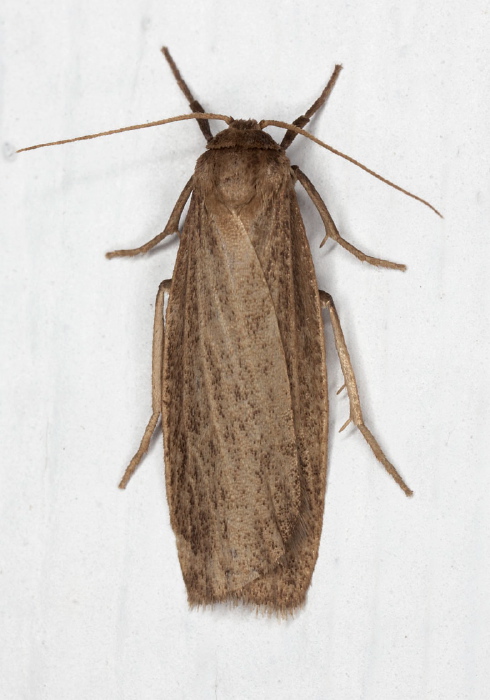 Crambidia pallida Erebidae