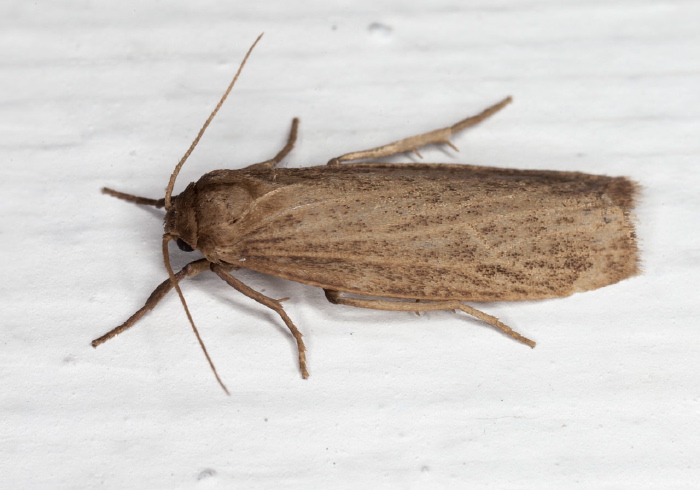 Crambidia pallida Erebidae