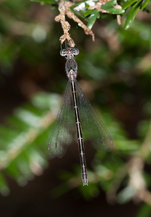Lestes congener Lestidae