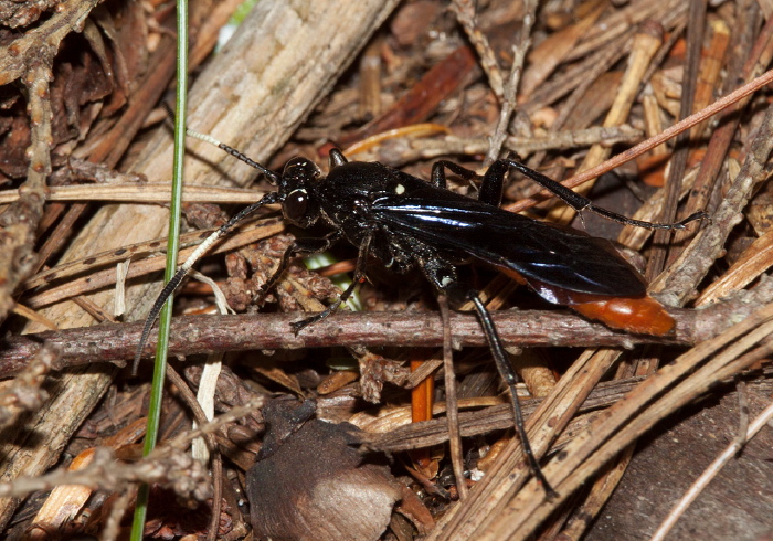 Protichneumon sp. Ichneumonidae