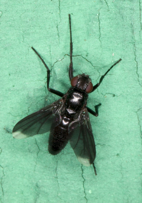 Melanophora roralis Rhinophoridae