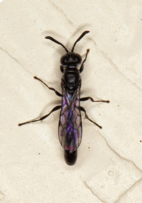 Trypoxylon sp. Crabronidae