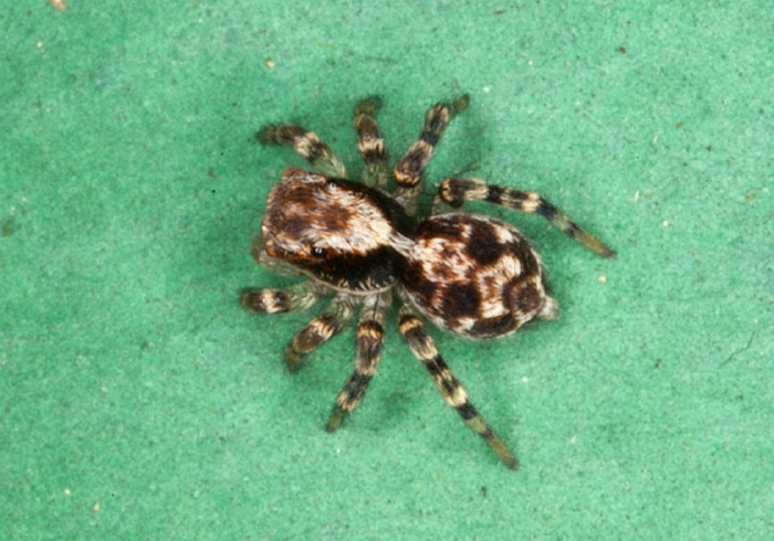 Naphrys pulex Salticidae