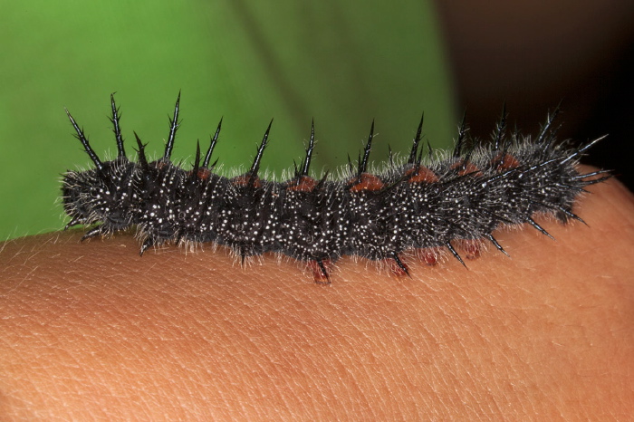 Nymphalis antiopa Nymphalidae
