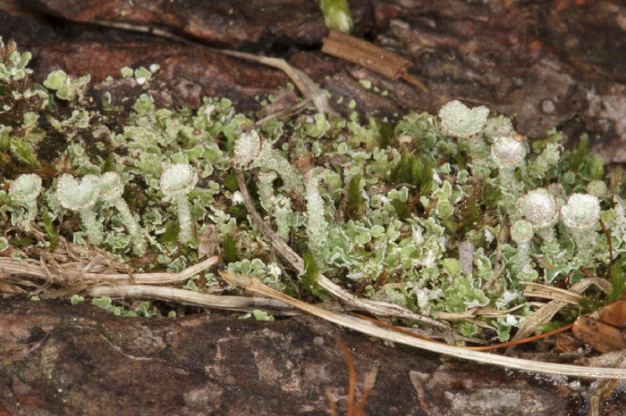 Cladonia sp.? Cladoniaceae