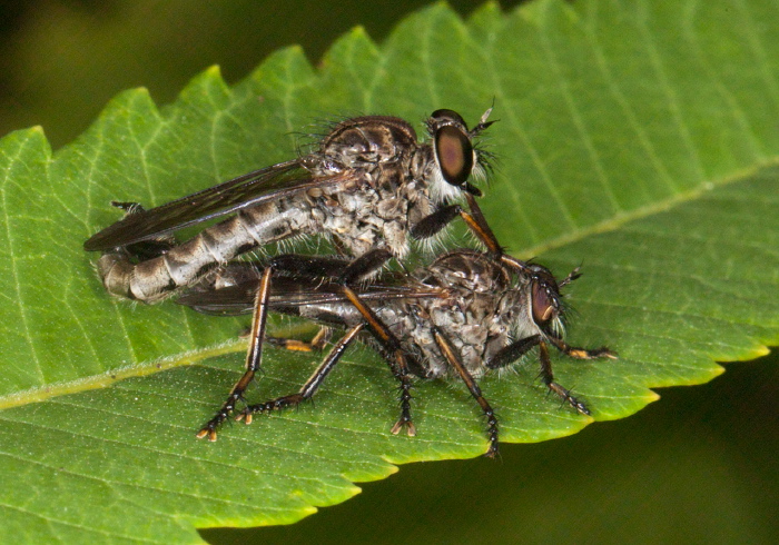   Asilidae