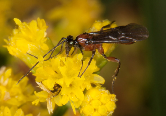   Braconidae