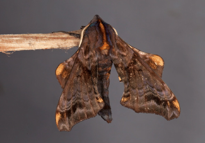 Paonias myops Sphingidae