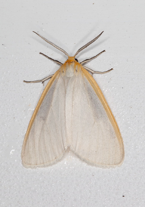 Cycnia tenera Erebidae