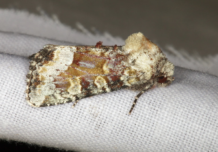 Oligia bridghamii Noctuidae