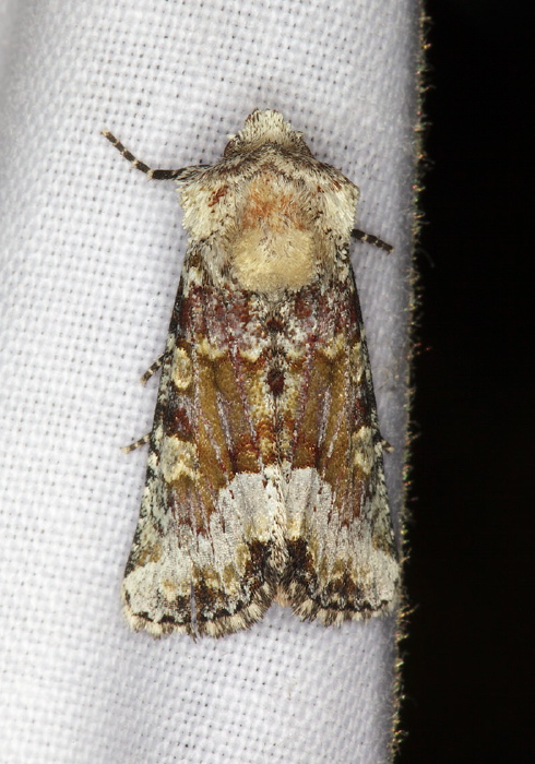 Oligia bridghamii Noctuidae