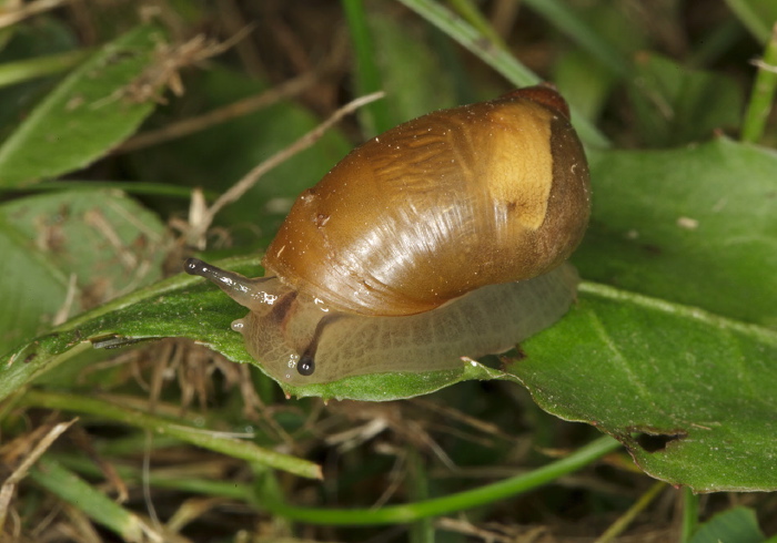 Succinea putris? Succineidae