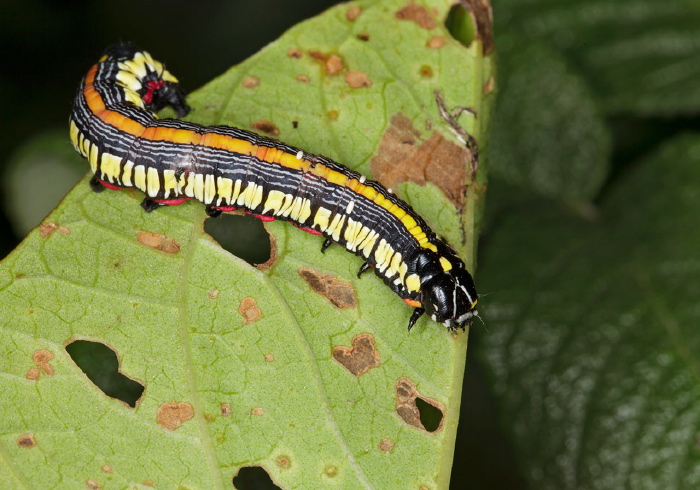 Cucullia convexipennis Noctuidae