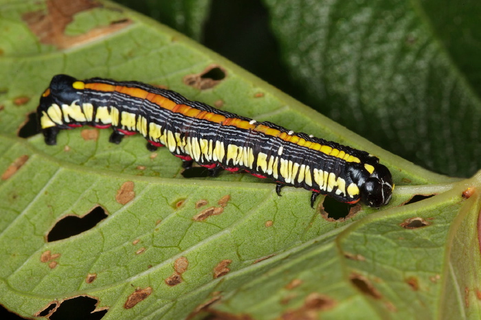 Cucullia convexipennis Noctuidae