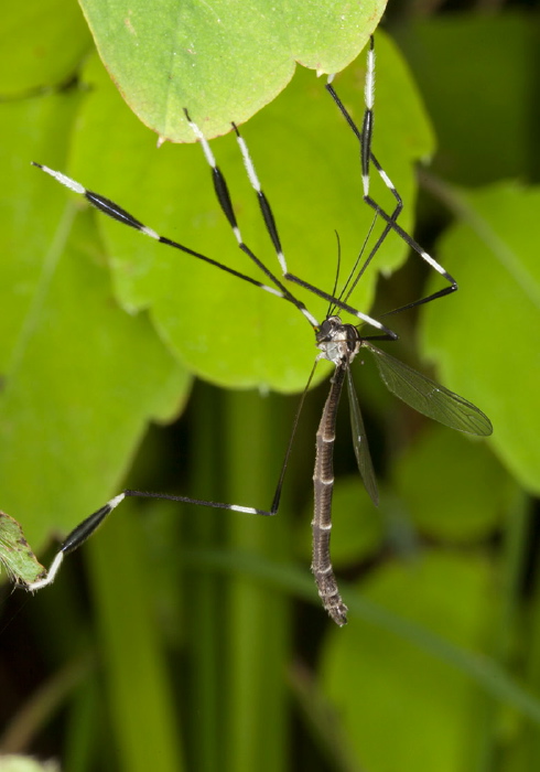 Bittacomorpha clavipes Ptychopteridae