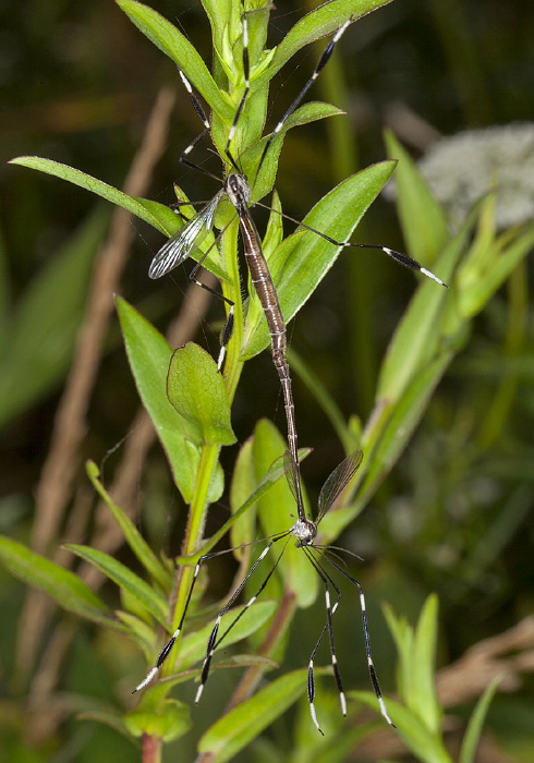 Bittacomorpha clavipes Ptychopteridae