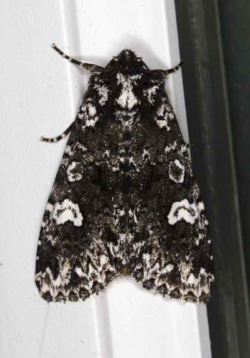 Melanchra adjuncta Noctuidae