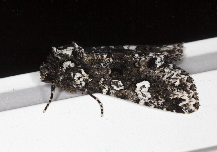 Melanchra adjuncta Noctuidae