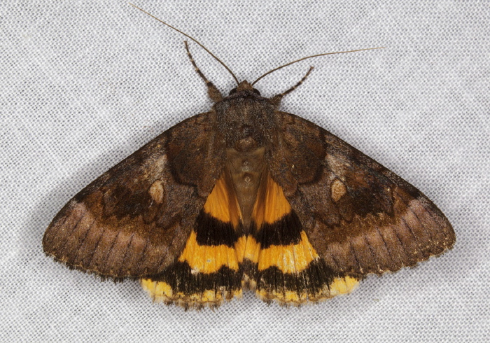 Catocala badia Erebidae