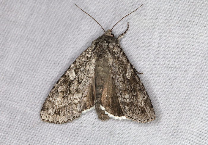 Eurois occulta Noctuidae