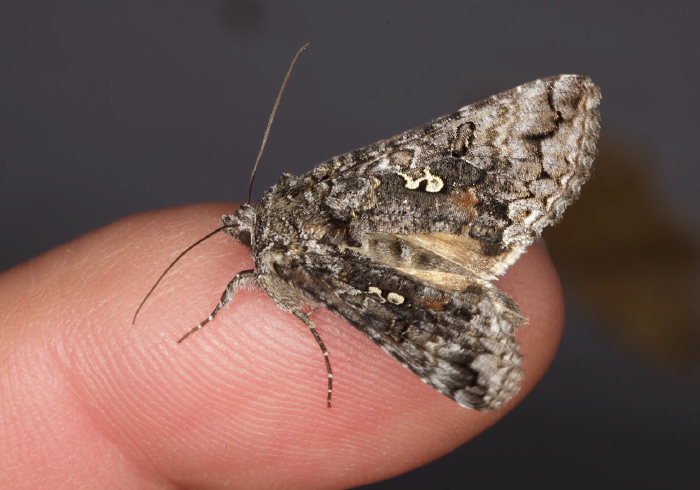 Syngrapha octoscripta Noctuidae