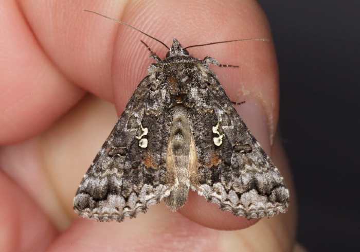 Syngrapha octoscripta Noctuidae