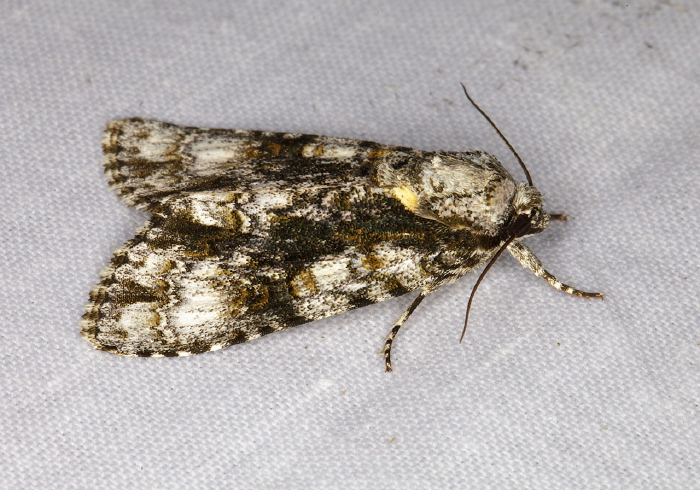 Acronicta superans Noctuidae