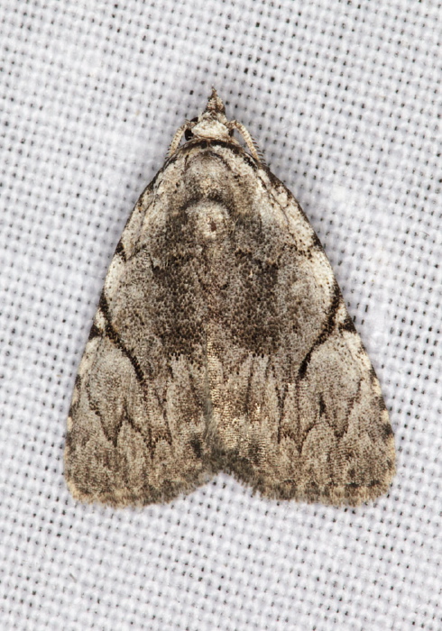 Balsa malana Noctuidae