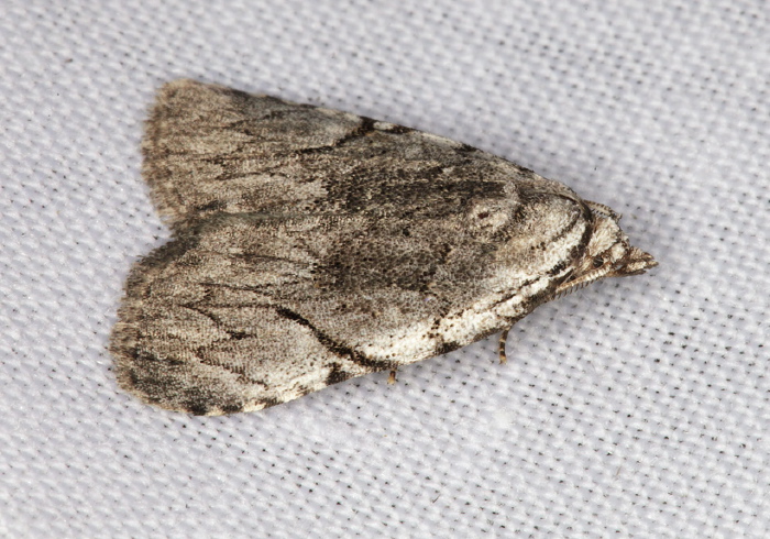 Balsa malana Noctuidae