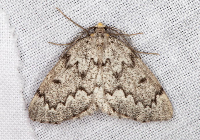 Nepytia canosaria Geometridae