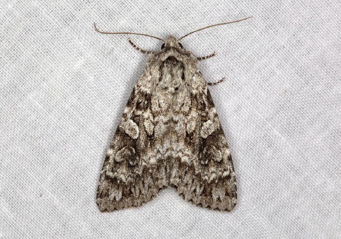 Eurois occulta Noctuidae