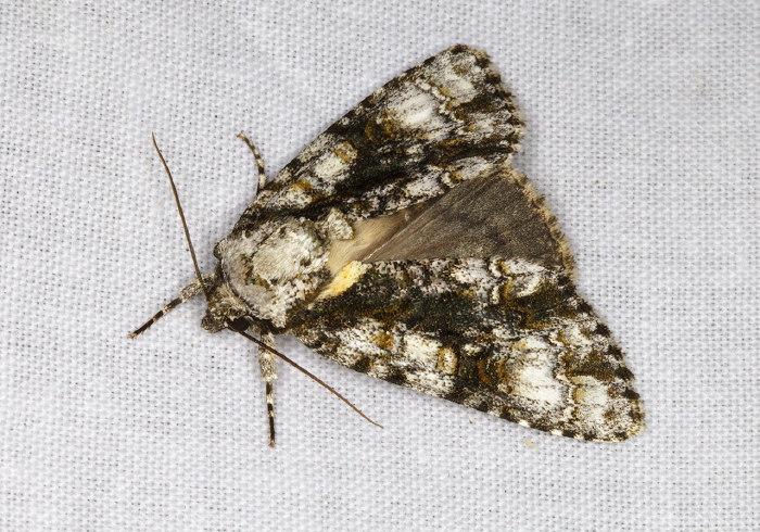 Acronicta superans Noctuidae