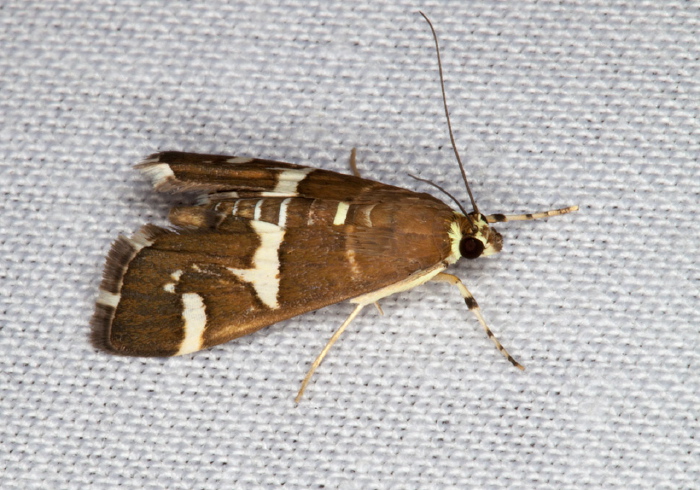 Spoladea recurvalis Crambidae