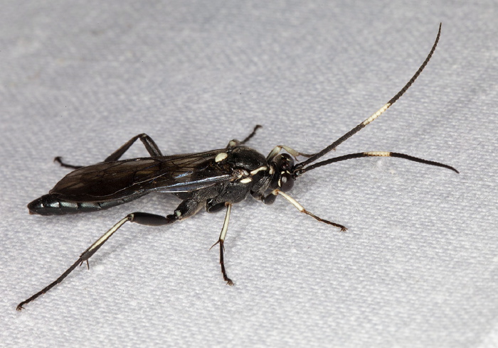 Cratichneumon sp.? Ichneumonidae