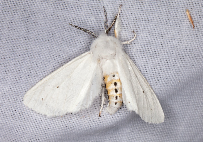 Spilosoma virginica Erebidae