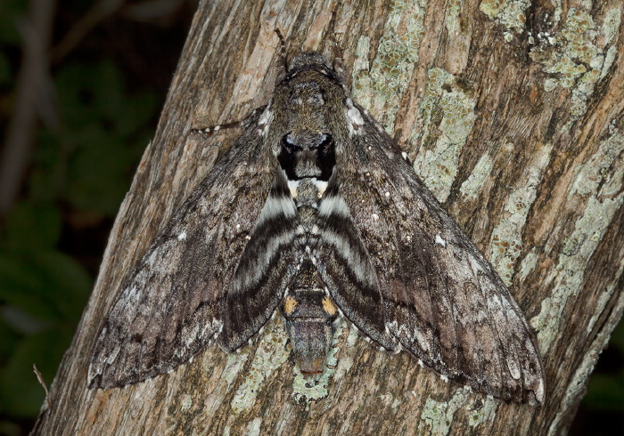 Manduca sexta Sphingidae