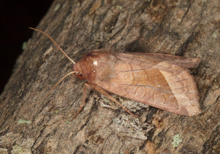 Hydraecia micacea Noctuidae