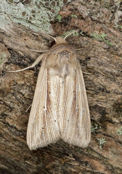 Leucania multilinea Noctuidae