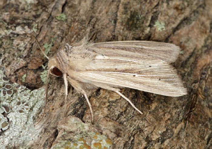 Leucania multilinea Noctuidae