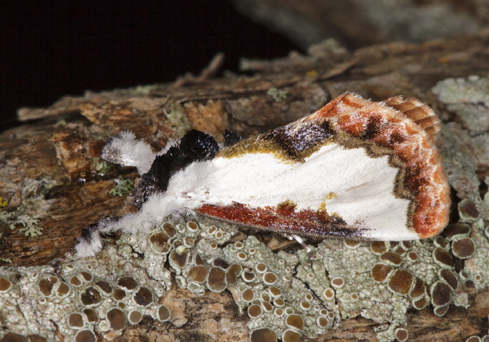 Eudryas unio Noctuidae